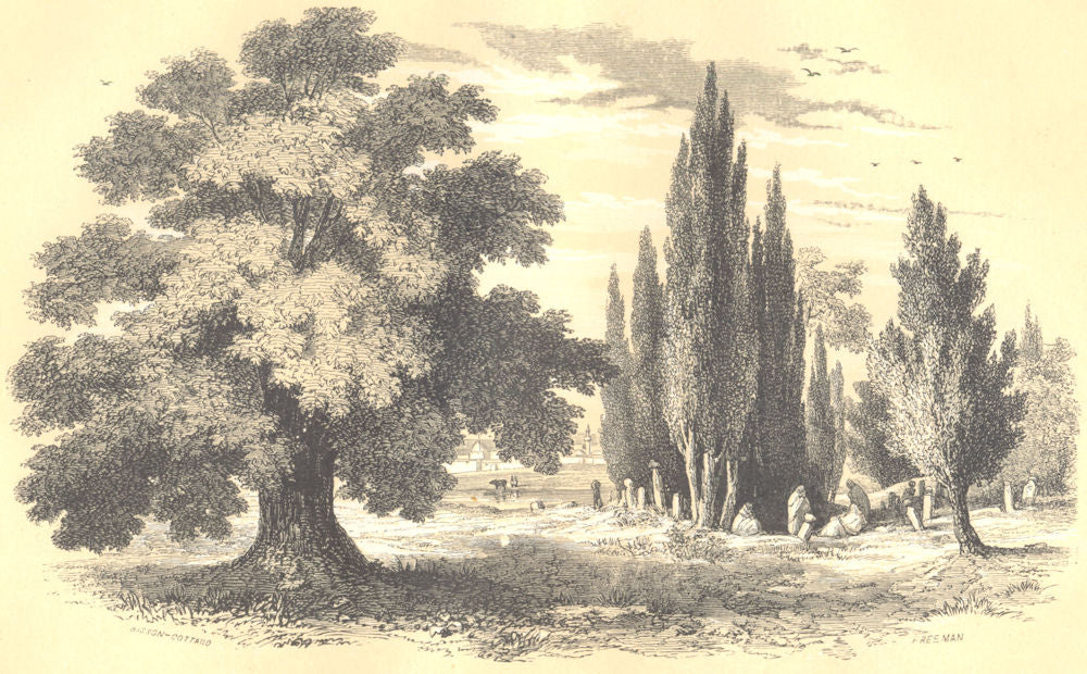 BOTANICALS.1.Sycomore.Acer pseudoplatanus;2.Cyprés.Cupressus.Tamarix. 1852